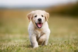 01Hund.jpg 01Hund.jpg